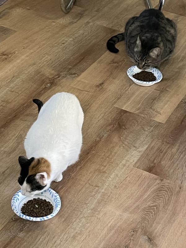 Two of our picky eaters introduction to Next Level cat food.