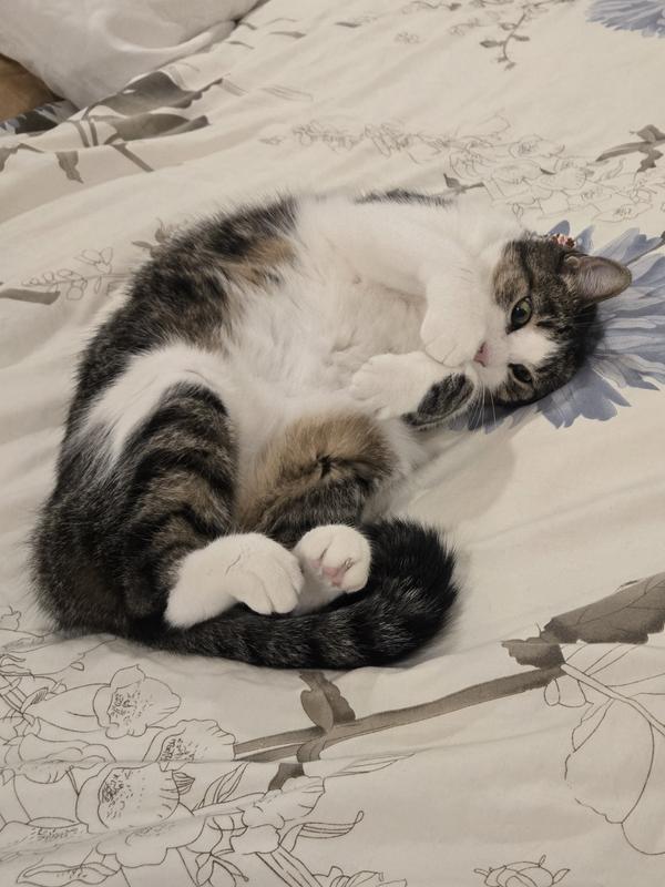 Pita this year, still playful as ever
