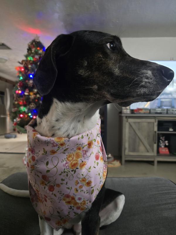 Scout in her cute new bandana!