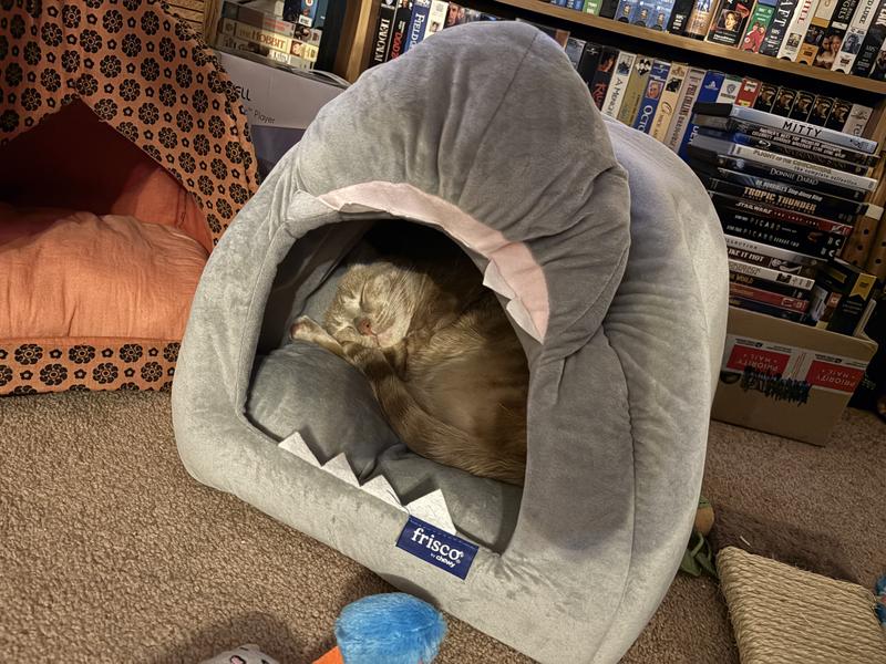 Kendall loving the new sharkie