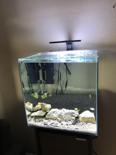 AQUEON Planted Aquarium Clip On LED Light reviews Chewy