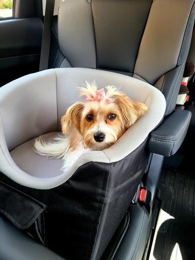 Trixie dog car outlet seat