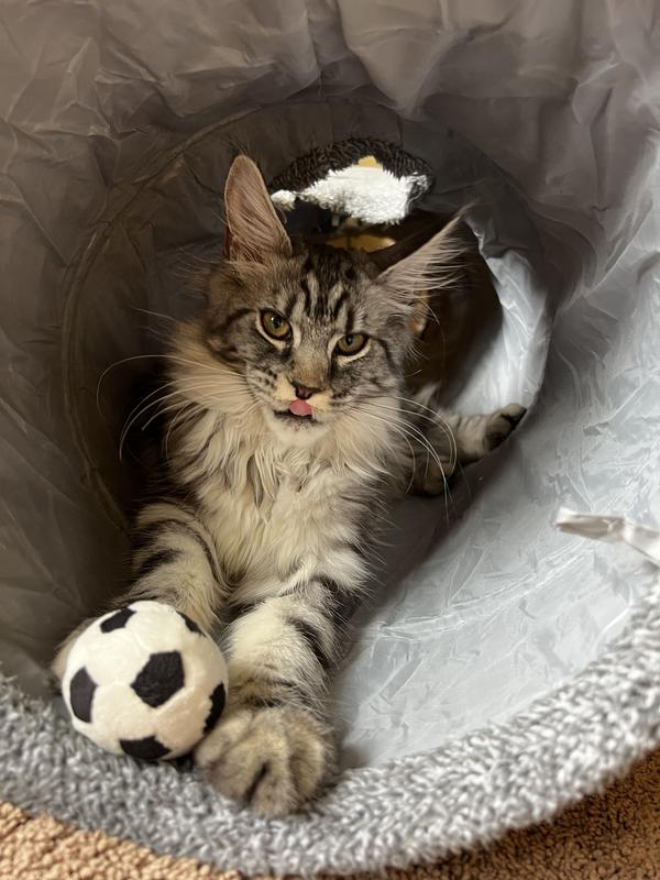 Guarding her ball