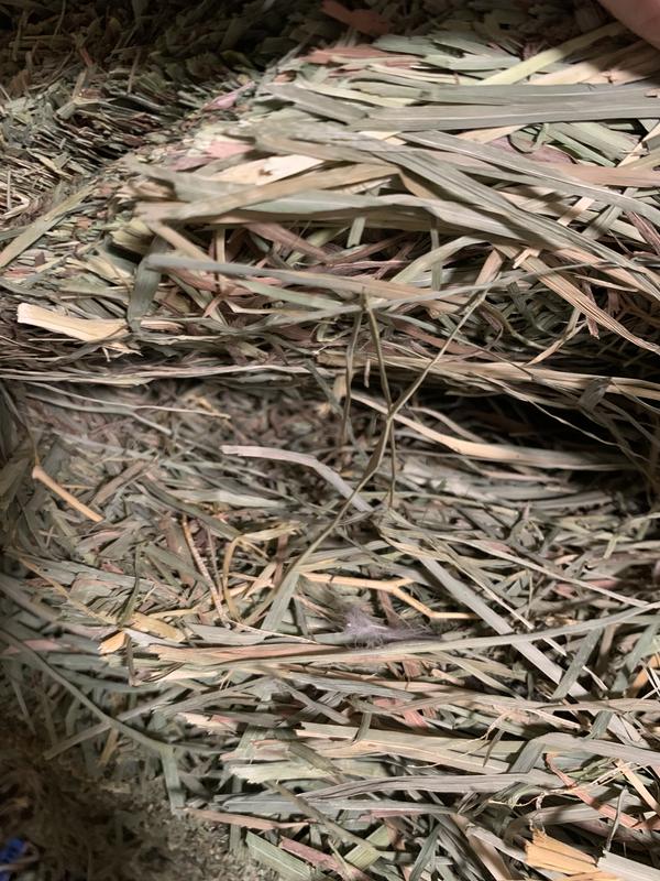 Feather, matted & brown hay