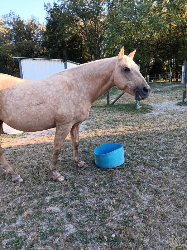 This lady is Rising Sun and she totally approves of these pallets , she thinks blue mountain is a very good brand and I think she kind of likes chewy too , since we get quite a bit of stuff from chewy , even for the horses
