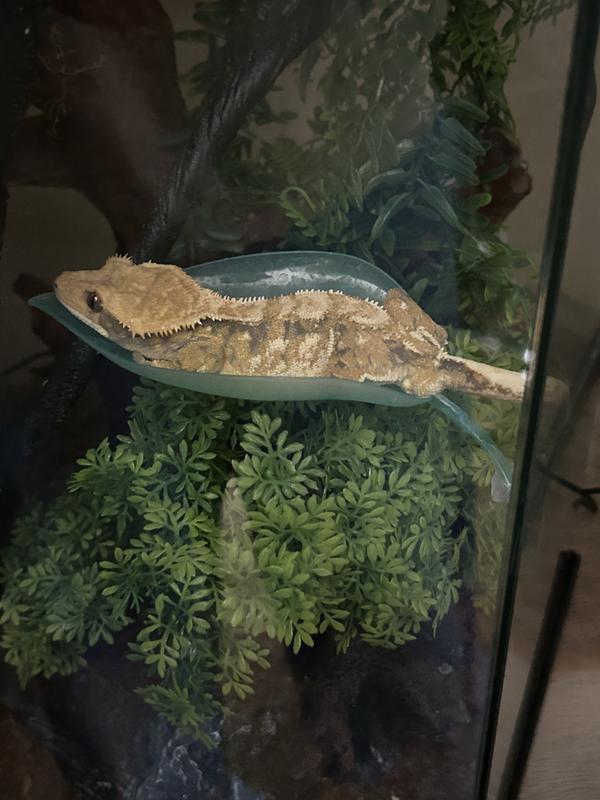 Echo napping on a leaf