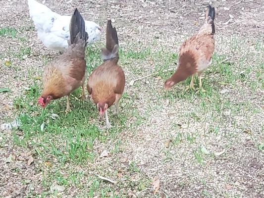 the sprouts from the extra feed on the ground
