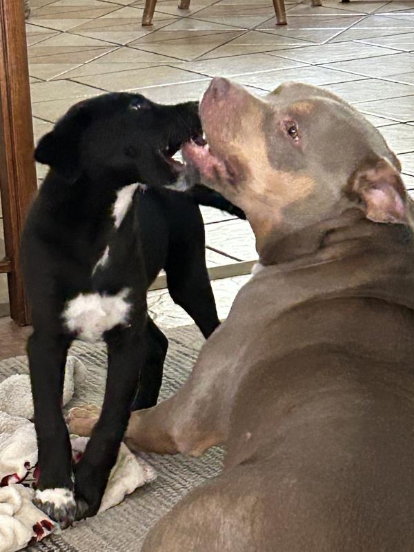 Jackson showing his patience’s with the new puppy.