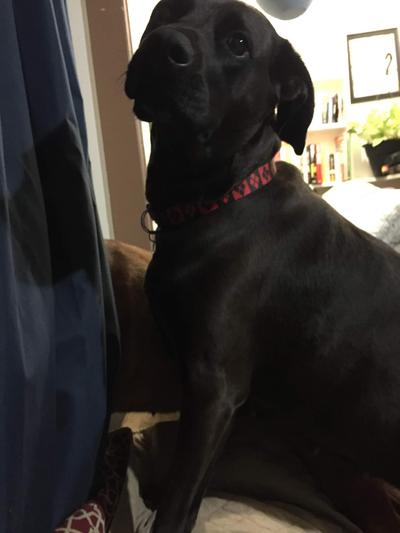 Harlene Quinzel AKA Harley