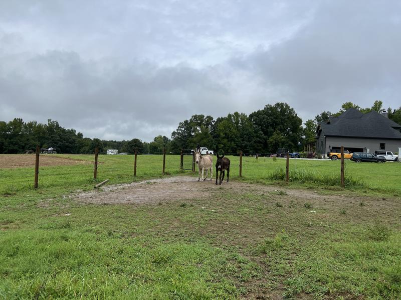 The girls waiting at the gate for their food