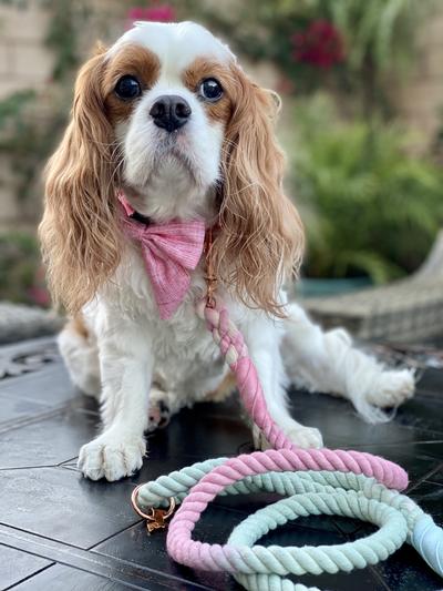 Sassy Woof La Jolie Fleur