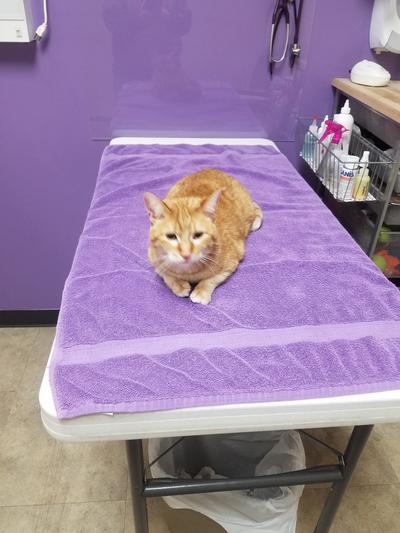 Rockstar at the Vet!!!