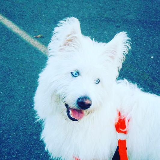 Apollo mini poodle/husky