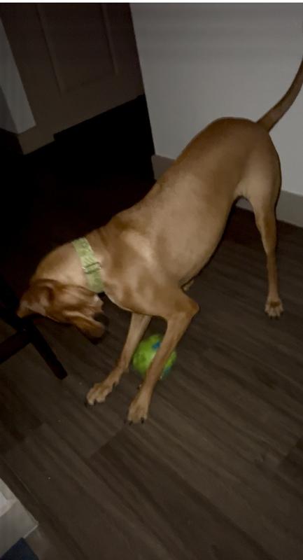 Roux playing soccer with her Wiggle Ball from Chewy!