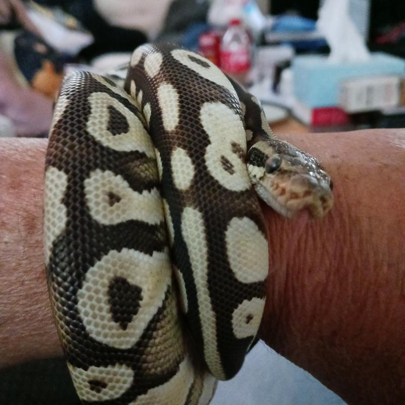 Pasta, smooth and silky.