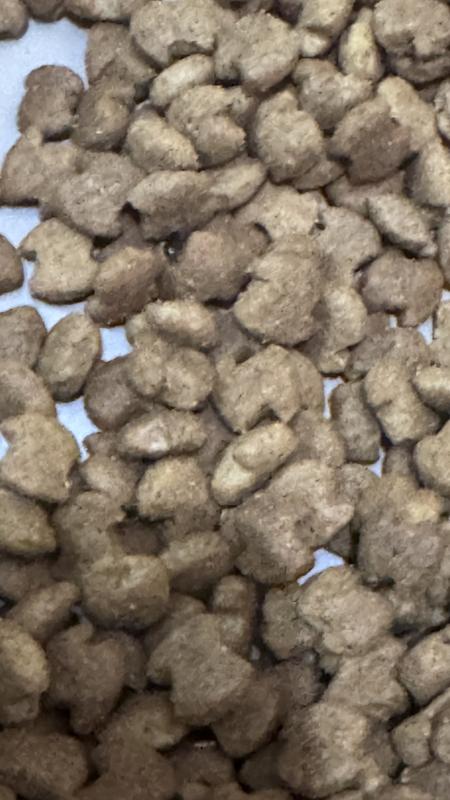 Black beetle in my dogs food that was just opened