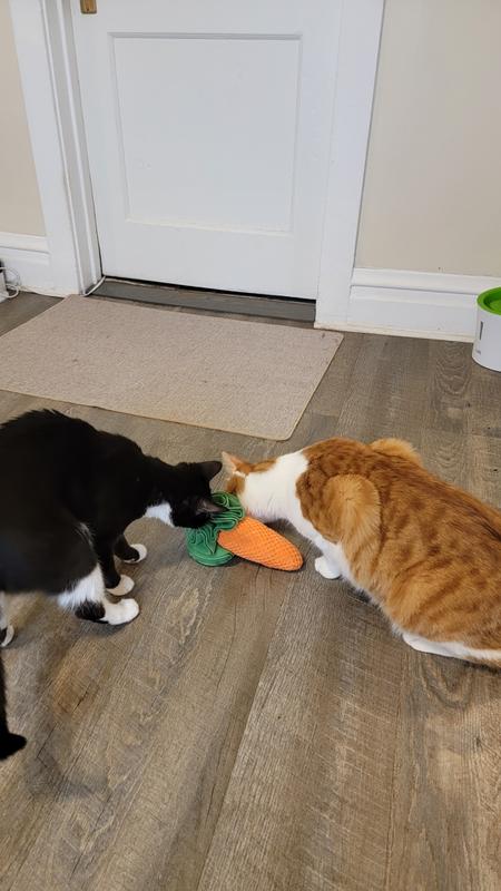 The cats being obsessed with this carrot