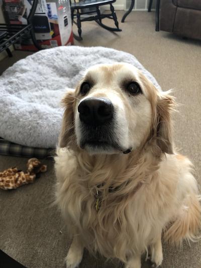 My Molly ! Happy Dog !