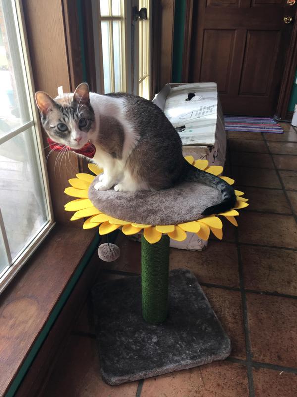 FRISCO Sunflower Cat Scratching Post, Single Post