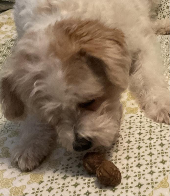 Separate pictures as Barney would not leave the bag alone, he says they are fabulous!