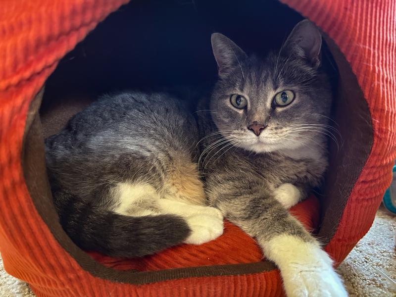 This is my 10lb cat - she fits VERY easily. She’s sitting up towards the front, with a lot of space behind her.