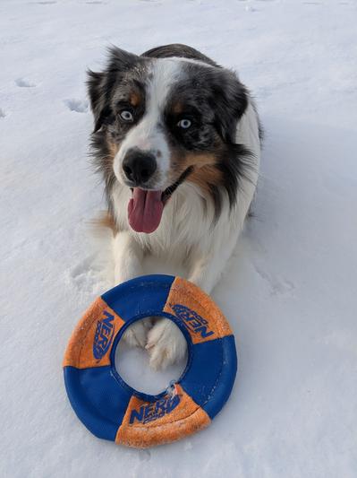 Having fun with his frisbee