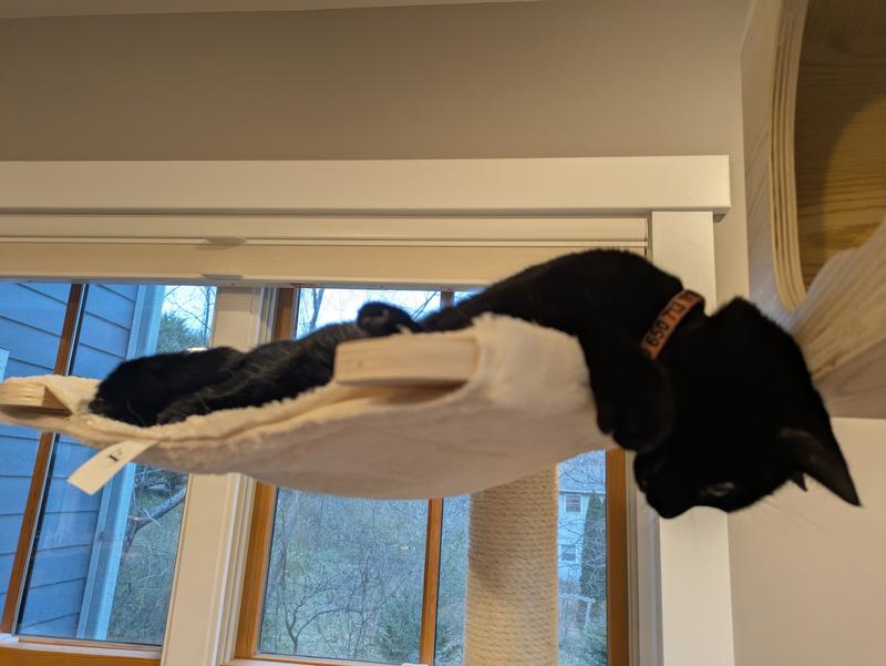 Black cat dangling off the cat tree hammock