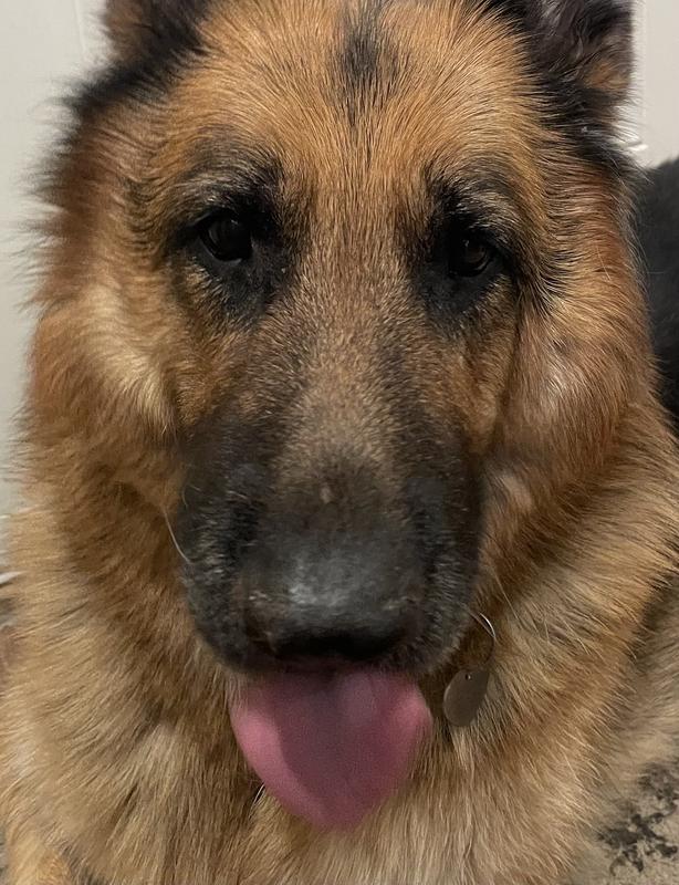 Say Lamb Lung and I come runnin’