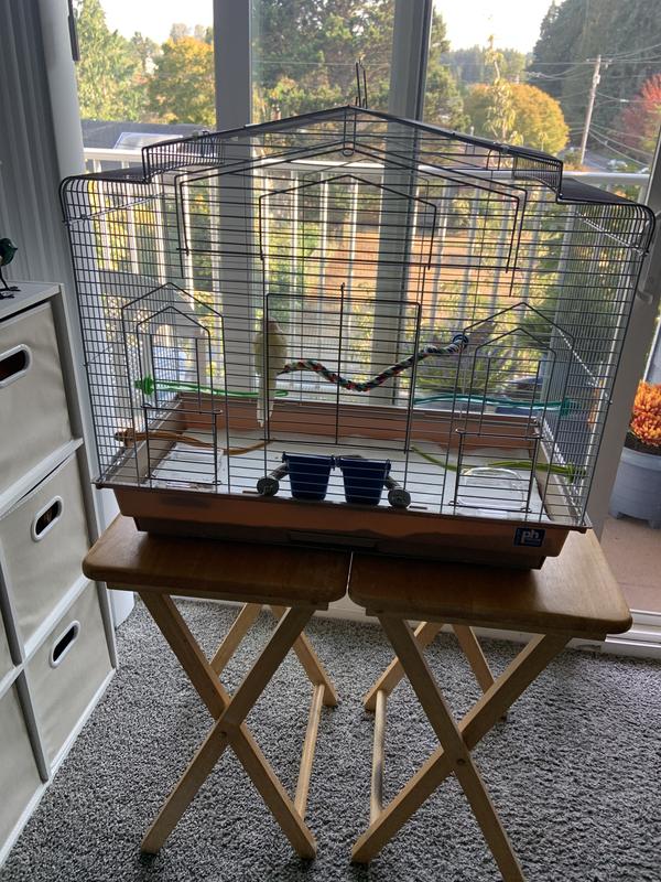 My tiny Jojo boy in his mansion