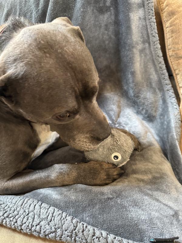 Samson is a Cane Corso/Blue Nose Pit mix and an aggressive chewer that put the Hair Raiser to the test.
