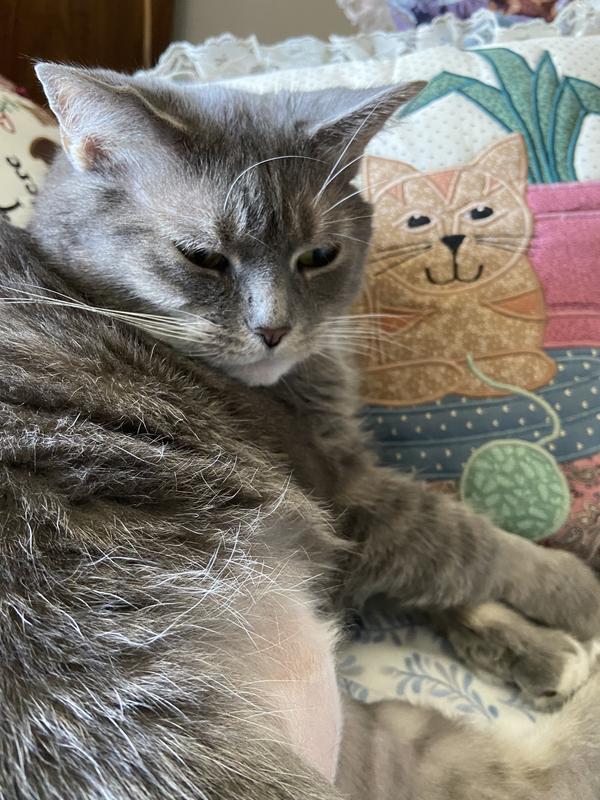 Do you mind? I’m taking my nap.