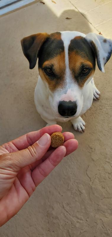 Size of soft chew in my hand