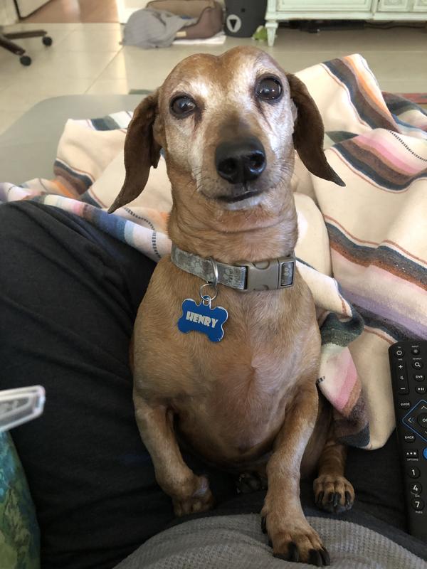 Who's a good boy? This guy!