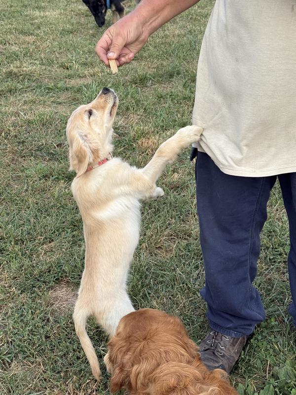 Mia begging for a dental chew