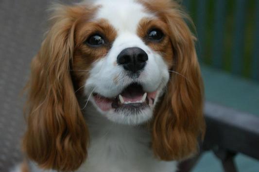 Our love Roxy!!!