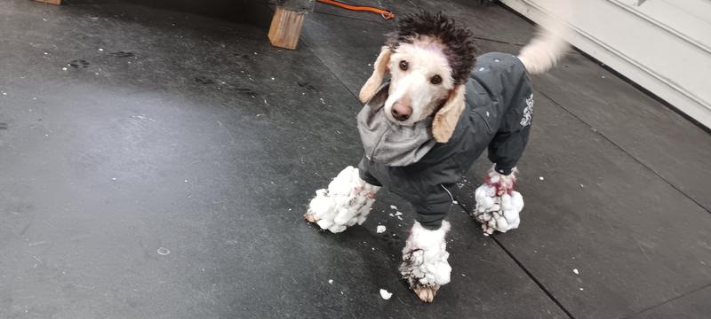 Hurtta Extreme Overall Insulated Dog Snowsuit, Blackberry