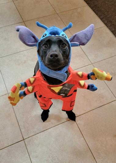 Lilo and Stitch Stitch Dog Costume