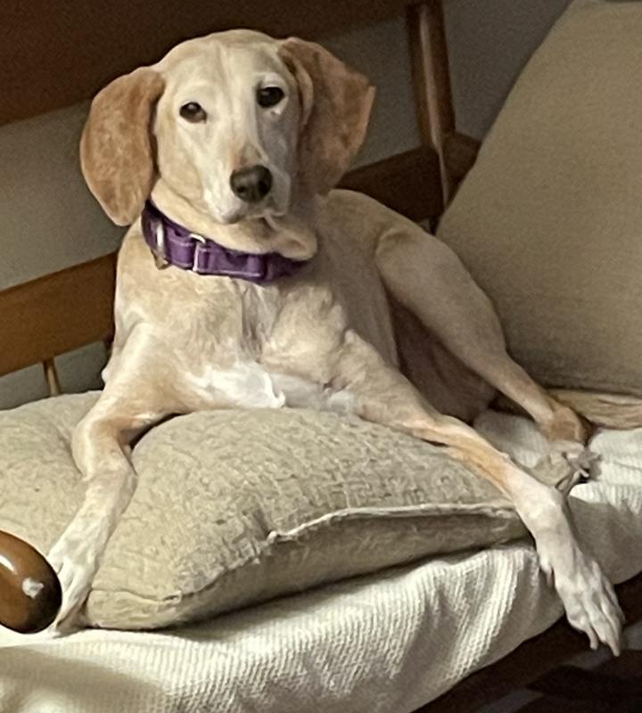 The poo manufacturer