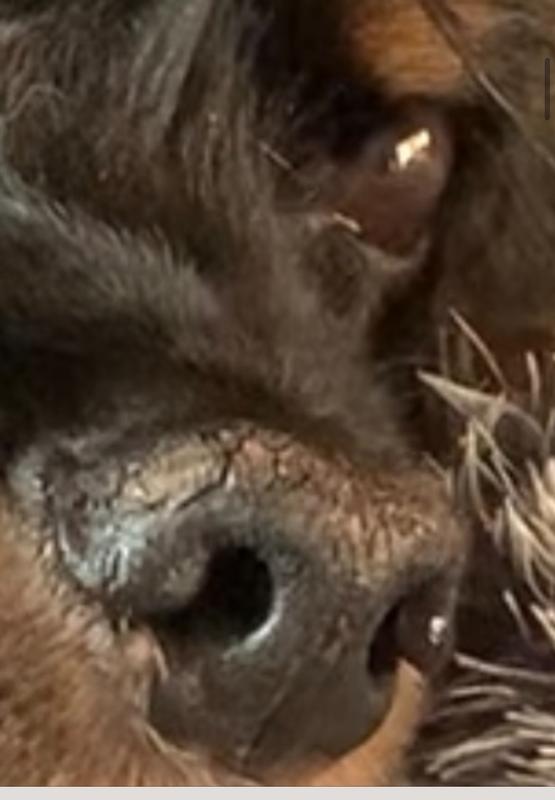 His nose before using the wipes and Palmers Balm