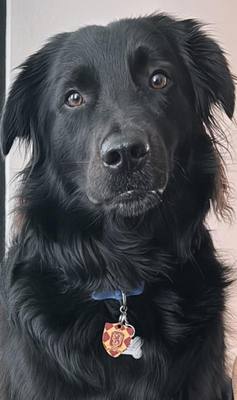 Our Gryffindor pupper, Sirius, flaunting his house pride tapestry collar tag
