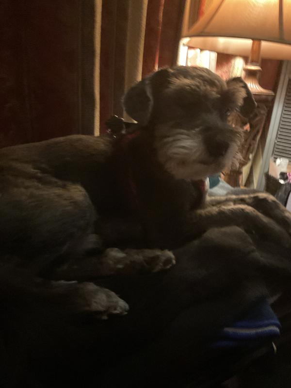 Loki my security dog 24 7 ❤️