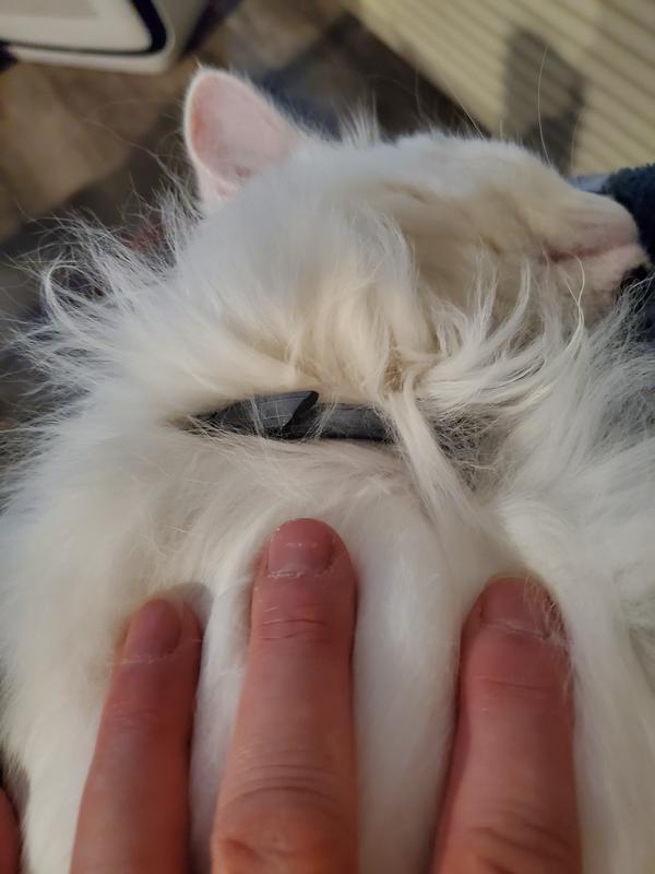 Seresto flea collar for the win