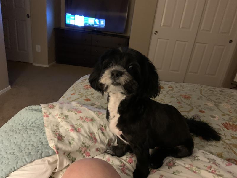 Maddie is a very happy Shih Tzu and just had her first birthday!