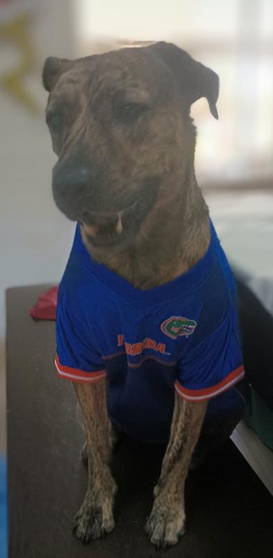 Bongo says Go Gators!