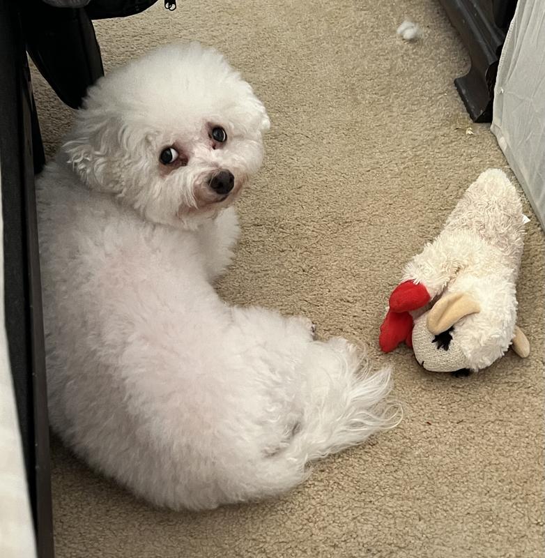 Hachi takes Lambchop with him from room to room