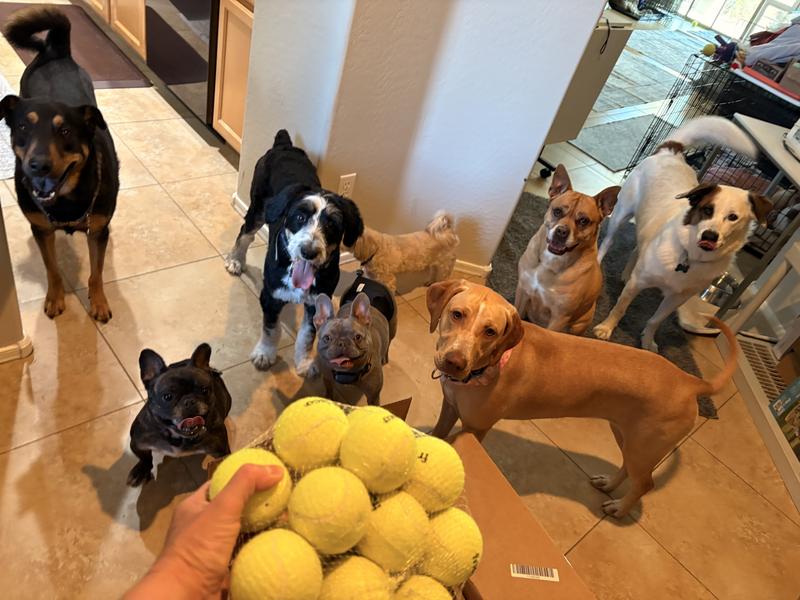 Most popular shipment from Chewy