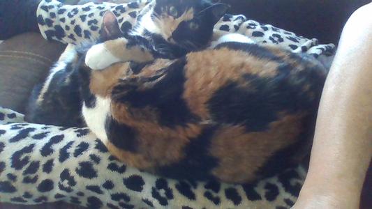 Callie and Shiba :)