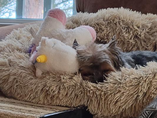 ZippyPaws Liam the Llama Storybook Snugglerz Dog Toy