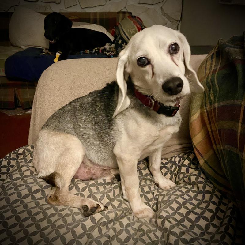 Squishy Beagle, loves treats!