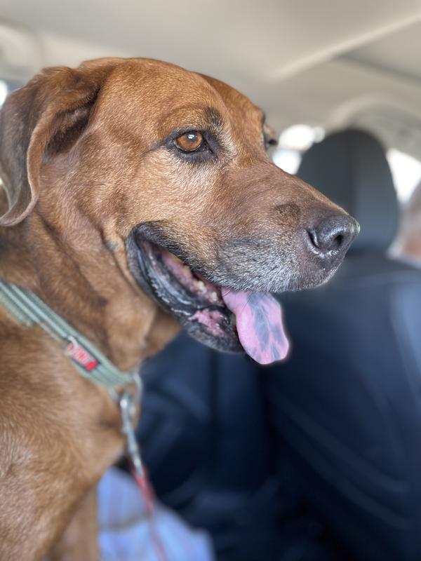 COPPER —-Dog of Dogs, Mut of Muts, Canine of Canines, Supreme Soul Imperial Wizard of Dognes
